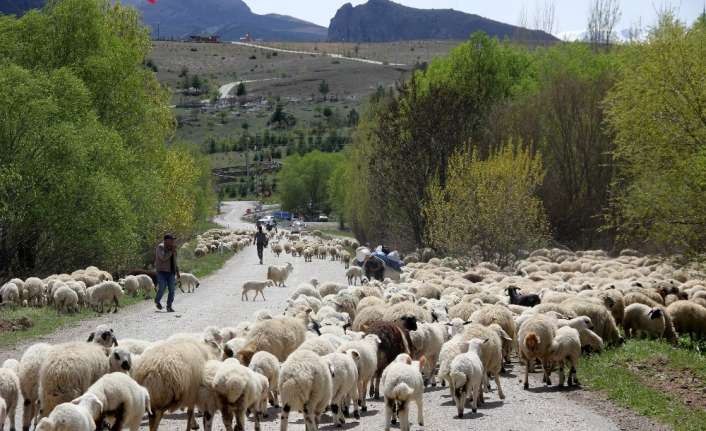 Yaz aylarında sürüleriyle Erzincan’daki yaylalarda konaklayan göçerler, sonbaharın gelmesi ve