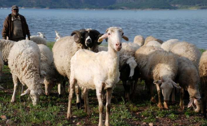 Erzincan’da 3 bin 370 rakımdaki yaylalarda, hem ekonomik getiri sağlayan