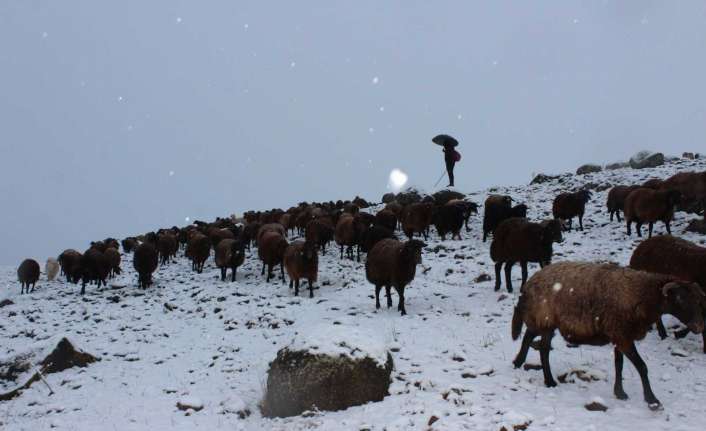 Nisan ayında yaylalara çıkarılan koyun sürülerinin dönüş yolculuğu başladı. Erzincan’dan