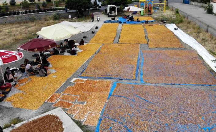 Erzincan’da kayısı hasadı sonrasında kurutma yolcuğu başladı.