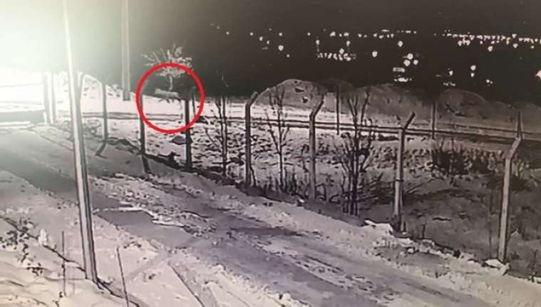 Erzincan’da soğuk havada aç kalan kurtlar, yiyecek bulmak için yerleşim