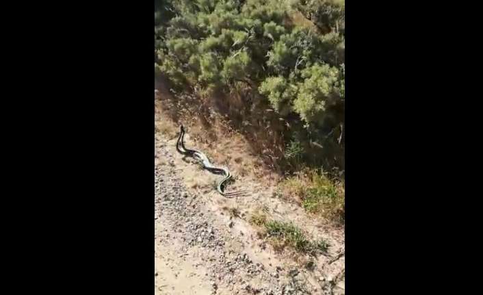 Erzincan’da 2 metre uzunluğundaki iki yılanın çiftleşme dansı, görenleri şaşırttı.