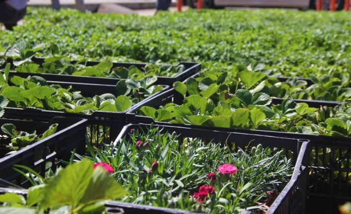 Şubat ayında seralarda ekilen tohumlar ilkbaharın gelmesiyle birlikte yetişmeye başladı