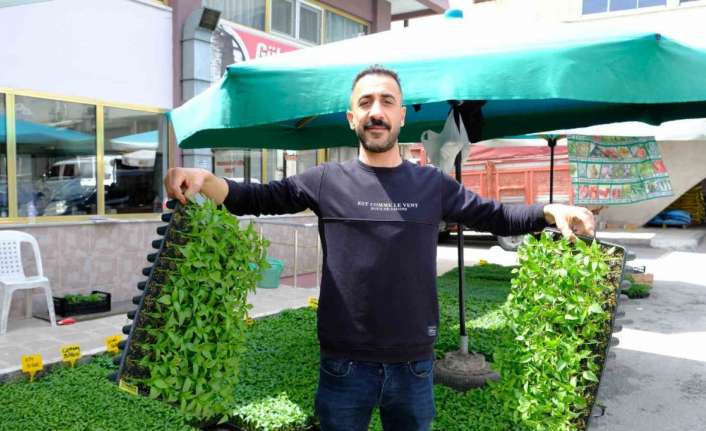 Şubat ayında seralarda ekilen tohumlar ilkbaharın gelmesiyle birlikte yetişmeye başladı