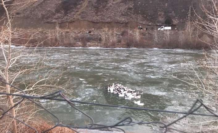 Erzincan’ın Çayırlı ilçesinde yüzeyi belirli aralıklarla donan Karasu nehrinde mahsur