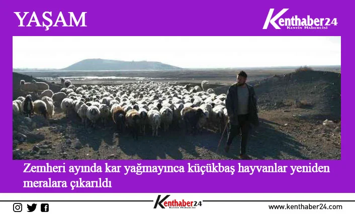 Erzincan’da havaların gündüz sıcak ve güneşli geçmesini fırsat bilen yetiştiriciler,