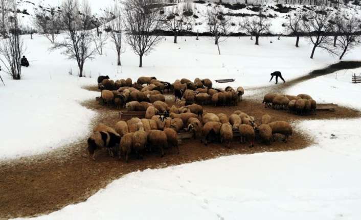 Soğuk havanın etkili olduğu Erzincan’da koyunların kuzulama dönemi, küçükbaş hayvan