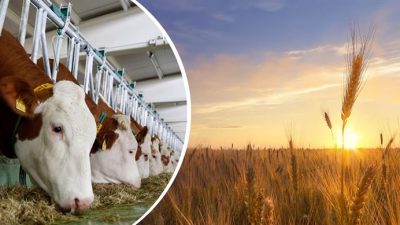 Tarım ve Orman Bakanı İbrahim Yumaklı, tarımsal destek ödemeleri kapsamında