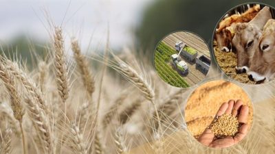 Tarım ve Orman Bakanlığı tarafından sağlanan tarımsal destek ödemeleri kapsamında