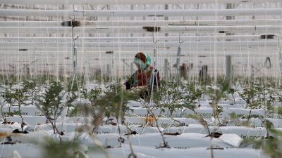 Erzincan Akyazı bölgesinde özel bir firma tarafından toplam 120 dönümlük