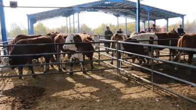 Tarım ve Orman Bakanı İbrahim Yumaklı, küçükbaş hayvancılığın başkenti olan