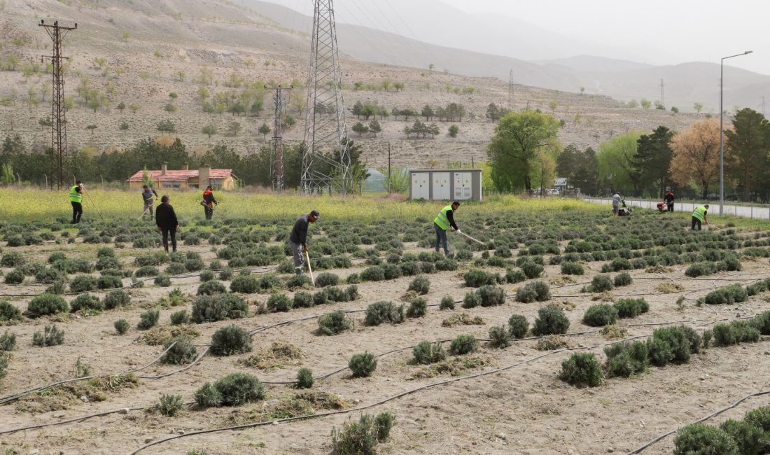 Erzincan Belediyesi tarafından dikimi