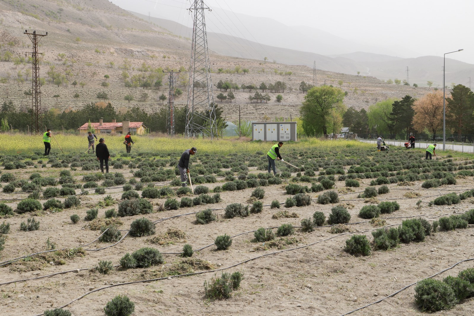 Erzincan, Tıbbi ve Aromatik Bitkiler konusunda Doğu Anadolu Bölgesinde lider Şehir olacak