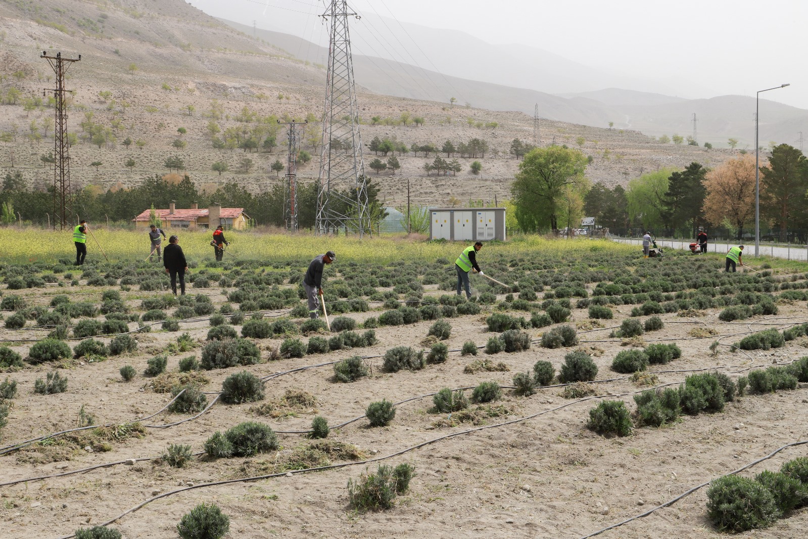 Erzincan Belediyesi tarafından dikimi yapılan Lavantaların dip çapası ve yabani