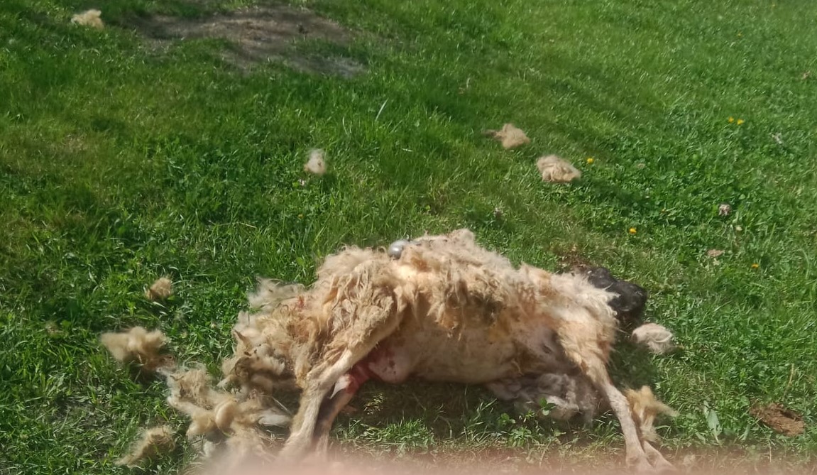 Erzincan’da sahipsiz köpeklerin saldırdığı 7 koyun telef oldu