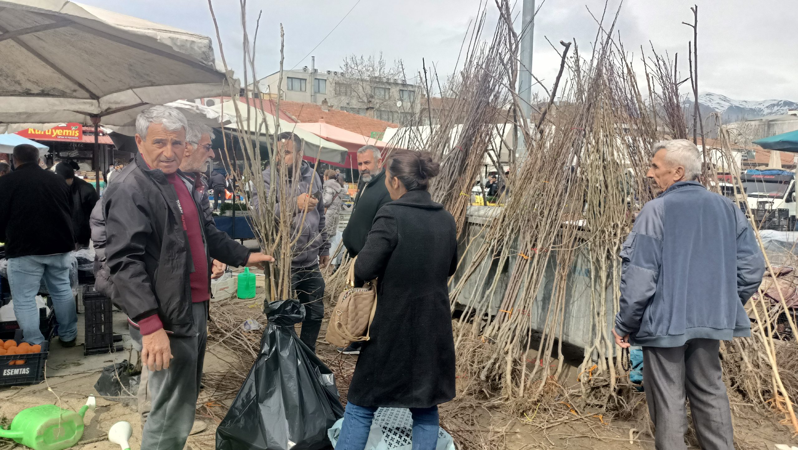 Erzincan’da fidan satışları pazarlarda başladı