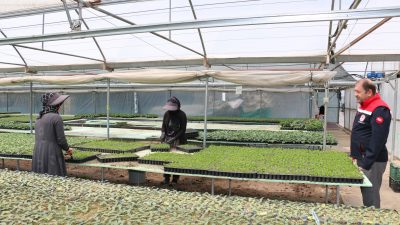 Mayıs ayında Erzincan’daki seralarda hareketlilik sürüyor. Erzincan’da sebze fidesi üreten