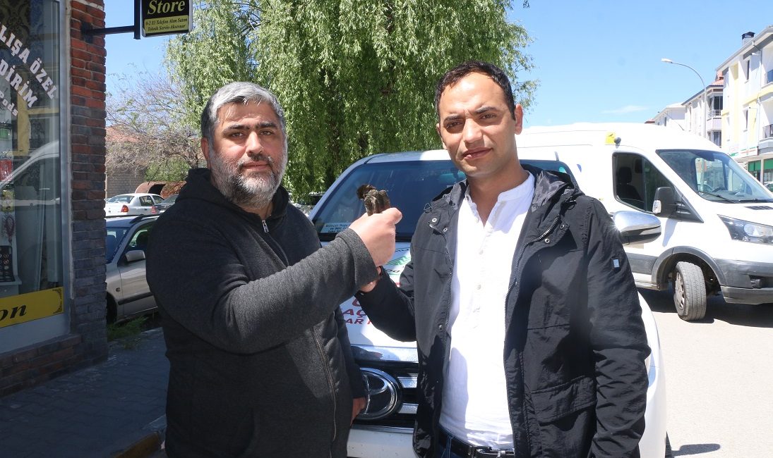 Erzincan'da kargaların saldırısına uğrayan yaralı ebabil kuşu, gazeteci M. Beşir