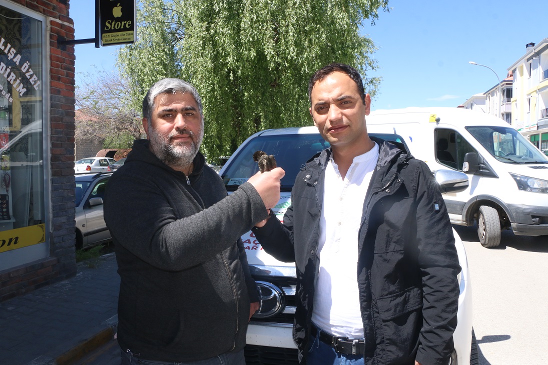 Erzincan'da kargaların saldırısına uğrayan yaralı ebabil kuşu, gazeteci M. Beşir