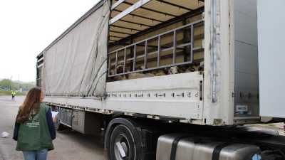 Kurban bayramının yaklaşmasıyla birlikte Doğu illerinden büyükşehirlere kurbanlık hayvan sevkiyatı