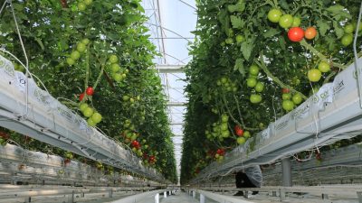 Erzincan Akyazı bölgesinde özel bir firma tarafından toplam 120 dönümlük