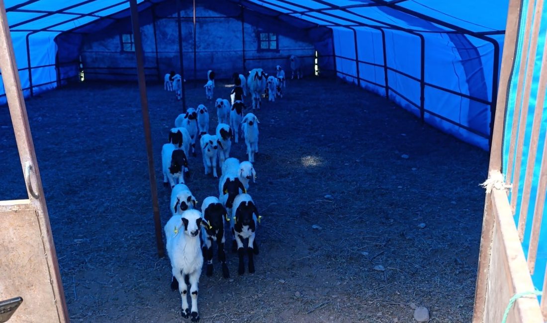 Kemah İlçe Tarım ve Orman Müdürlüğü’ne bağlı teknik ekipler mesai