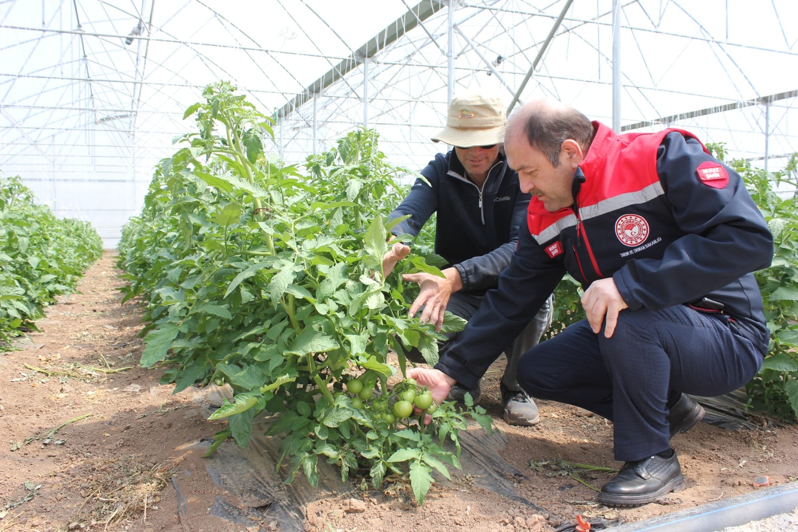 Erzincan’da her geçen yıl daha da büyüyen sebzecilik sektörü, gelişme