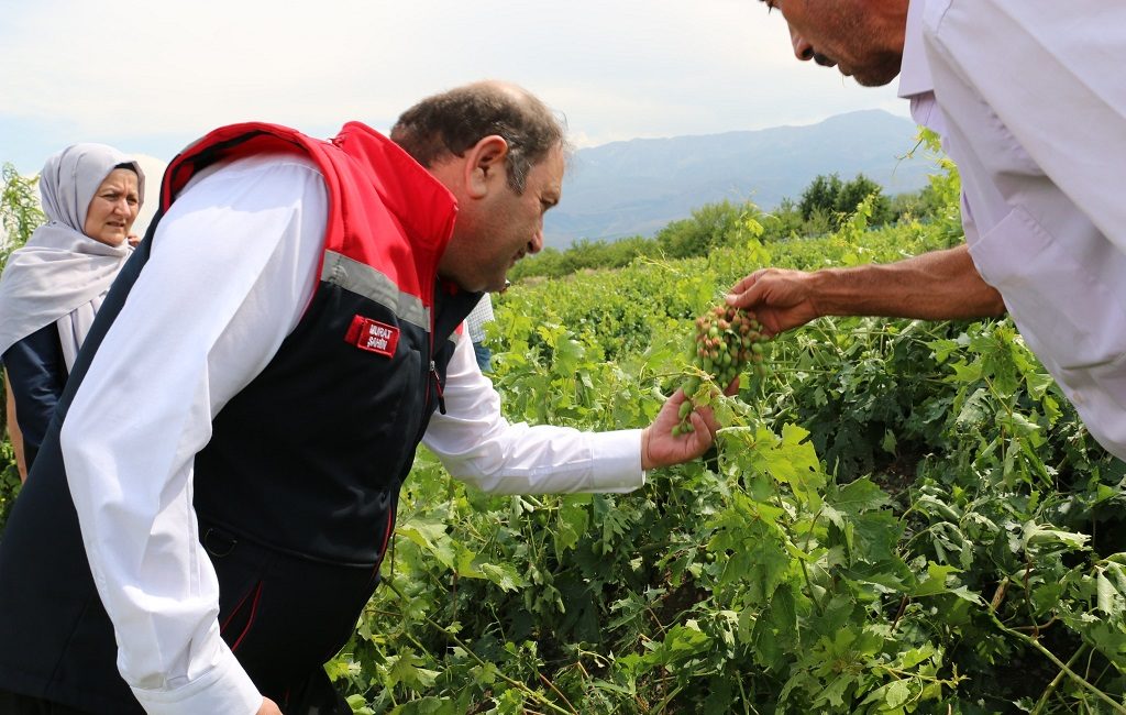 Hafta sonu yaşanan dolu yağışı nedeniyle Erzincan Tarım İl müdürlüğü