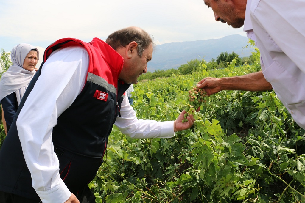 Hafta sonu yaşanan dolu yağışı nedeniyle Erzincan Tarım İl müdürlüğü