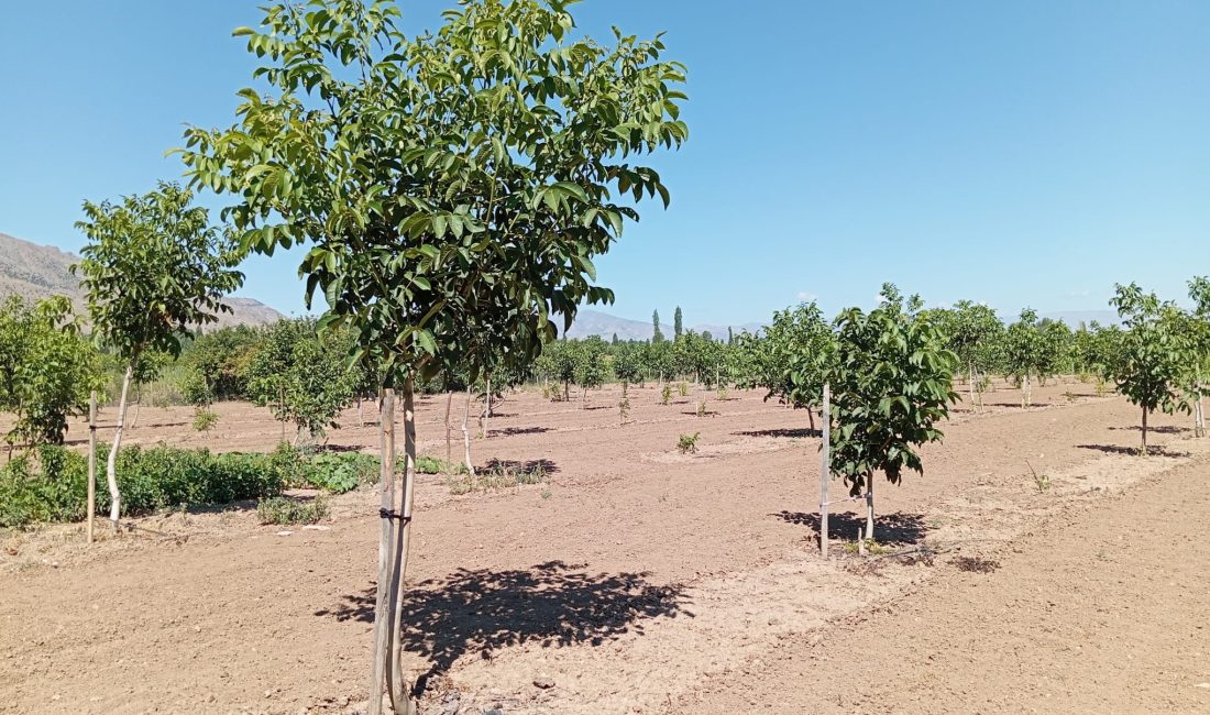 Erzincan’da son yıllarda kapama ceviz bahçelerinin sayısı giderek artıyor. Erzincan’ın