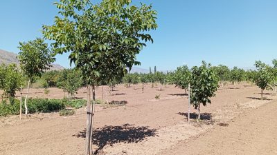 Erzincan’da son yıllarda kapama ceviz bahçelerinin sayısı giderek artıyor. Erzincan’ın