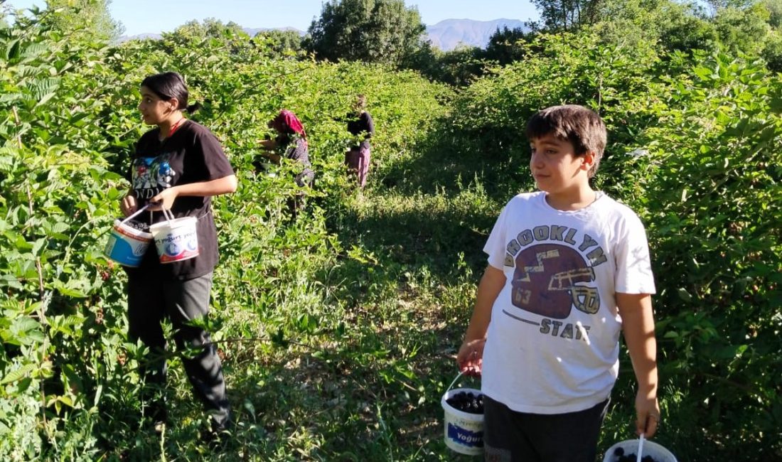 Erzincan tarımında yeni ürünlerin yetiştiriciliği büyük ilgi görüyor. Erzincan’ın toprağı,
