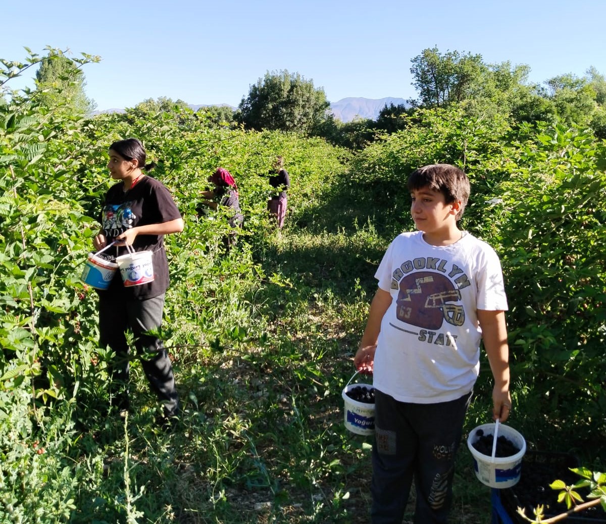 Erzincan tarımında yeni ürünlerin yetiştiriciliği büyük ilgi görüyor. Erzincan’ın toprağı,