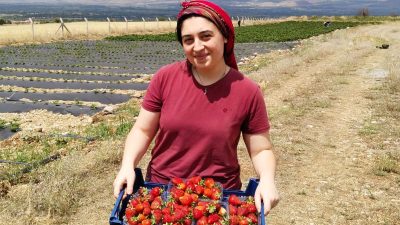 Erzincan’da yaz mevsiminin sonlarına yaklaşılırken çilekte ikinci kez hasat başladı.
