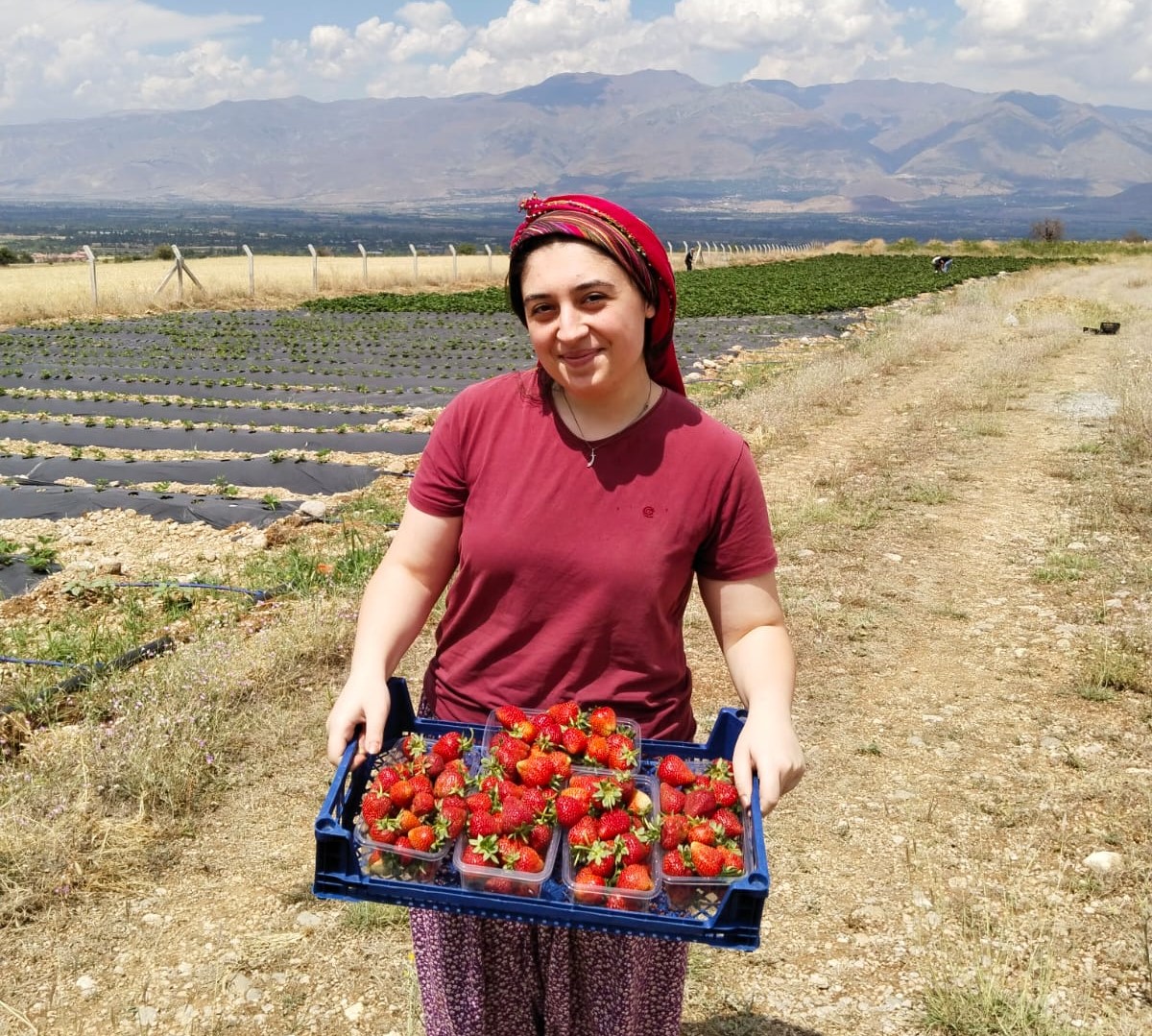 Erzincan’da yaz mevsiminin sonlarına yaklaşılırken çilekte ikinci kez hasat başladı.