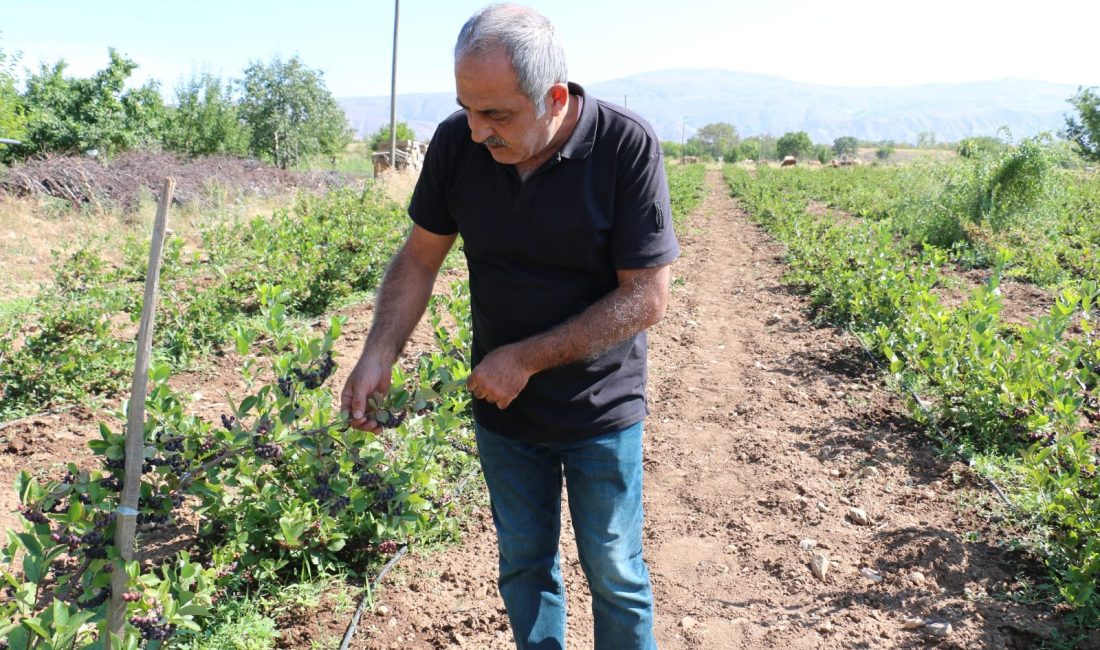 Dünya genelinde süper meyve olarak meyve reyonlarının aranan meyvesi haline