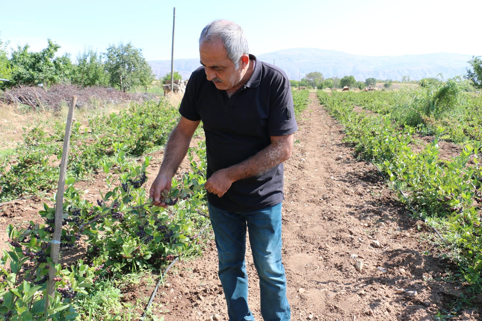 Dünya genelinde süper meyve olarak meyve reyonlarının aranan meyvesi haline