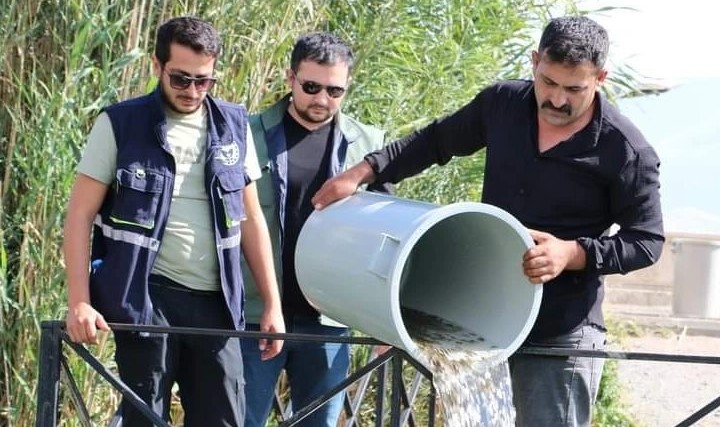 Erzincan’da bulunan baraj gölü ve göletlere bırakılan balıklar, iç sulardaki