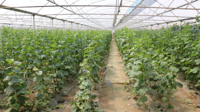 Erzincan seralarında domates ve salatalık üretimi artmaya devam ediyor. Doğunun