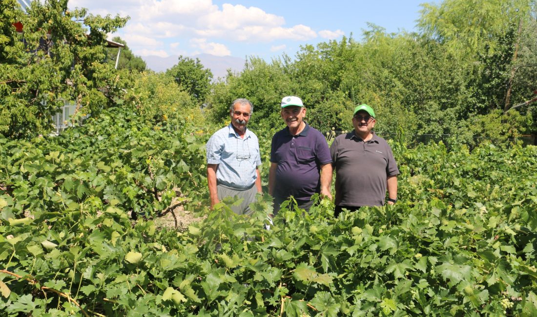 Erzincan tarım sektörü, renkli görüntülere sahne oluyor. Erzincan’da tarımsal üretimde