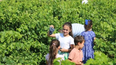 Erzincan’da yaz sezonu ilerledikçe meyveler de sırasıyla hasat edilmeye başladı.