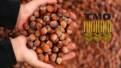 Toprak Mahsuller Ofisi (TMO) ,19 Ağustos tan itibaren fındık alımına