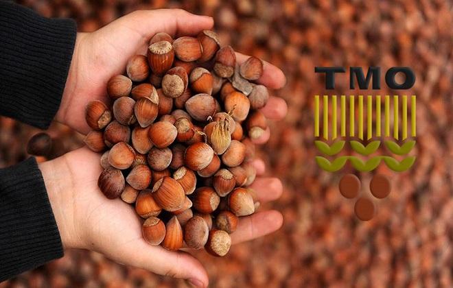 Toprak Mahsuller Ofisi (TMO) ,19 Ağustos tan itibaren fındık alımına
