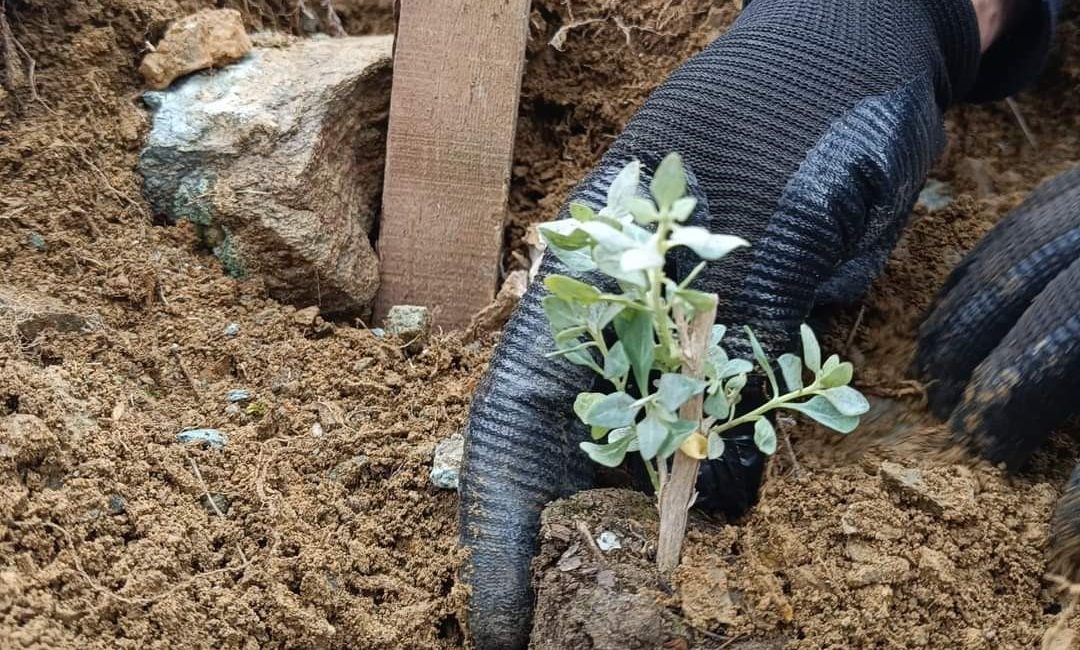 Erzincan Tarım ve Orman İl Müdürlüğü tarafından Merkeze bağlı Başpınar