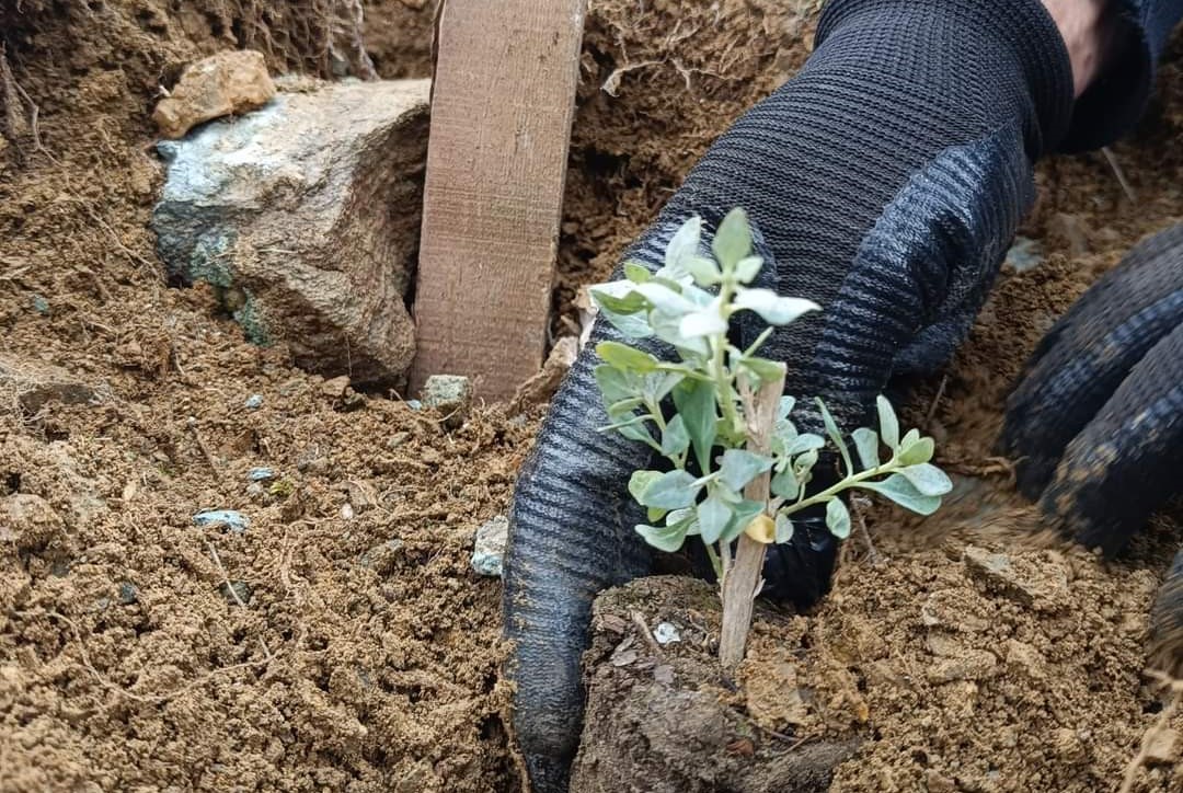 Erzincan Tarım ve Orman İl Müdürlüğü tarafından Merkeze bağlı Başpınar