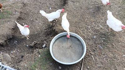 Tavuk eti üretimi 205 bin 656 ton, tavuk yumurtası üretimi