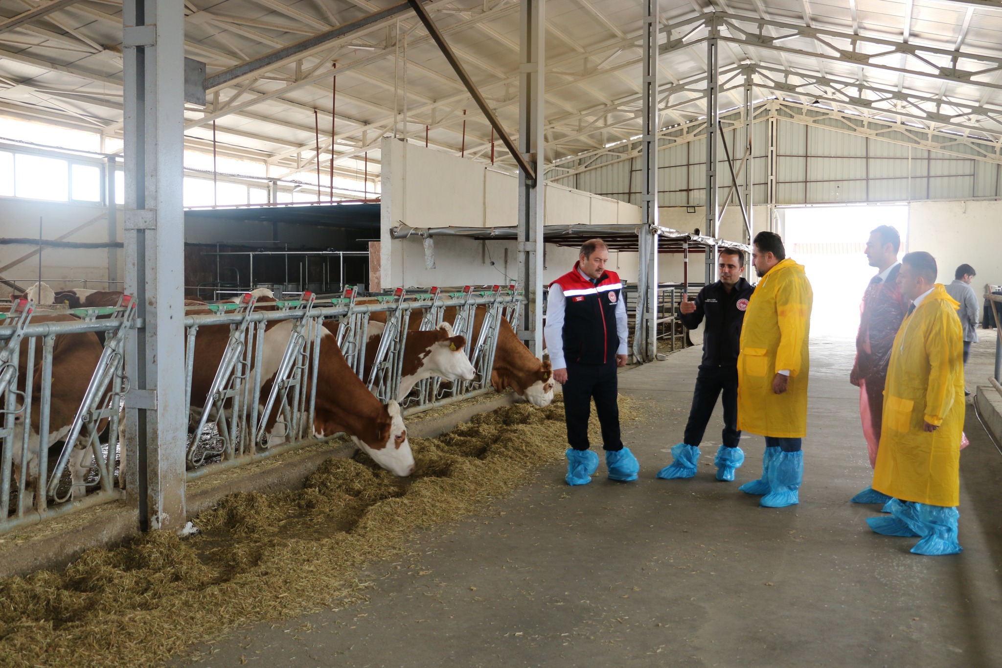 Erzincan’da faaliyet gösteren büyükbaş hayvancılık işletmelerinde ari işletme sertifikası alma