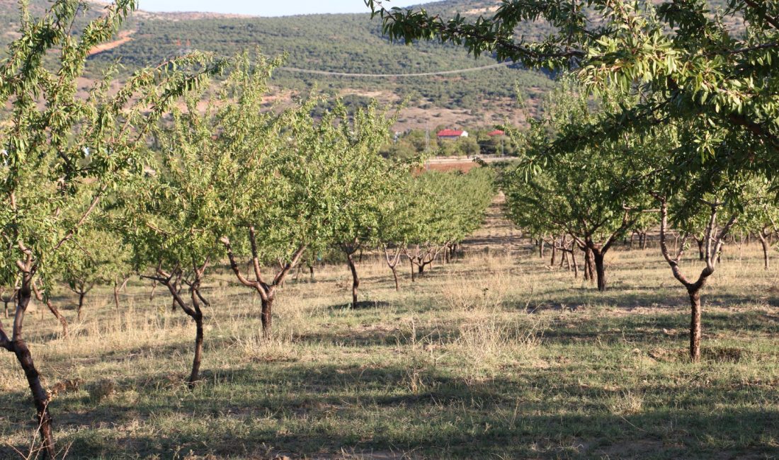 Erzincan’ın Kemaliye ilçesine bağlı Ocak Köyü’nde hayallerini gerçekleştiren İşadamı Rıza