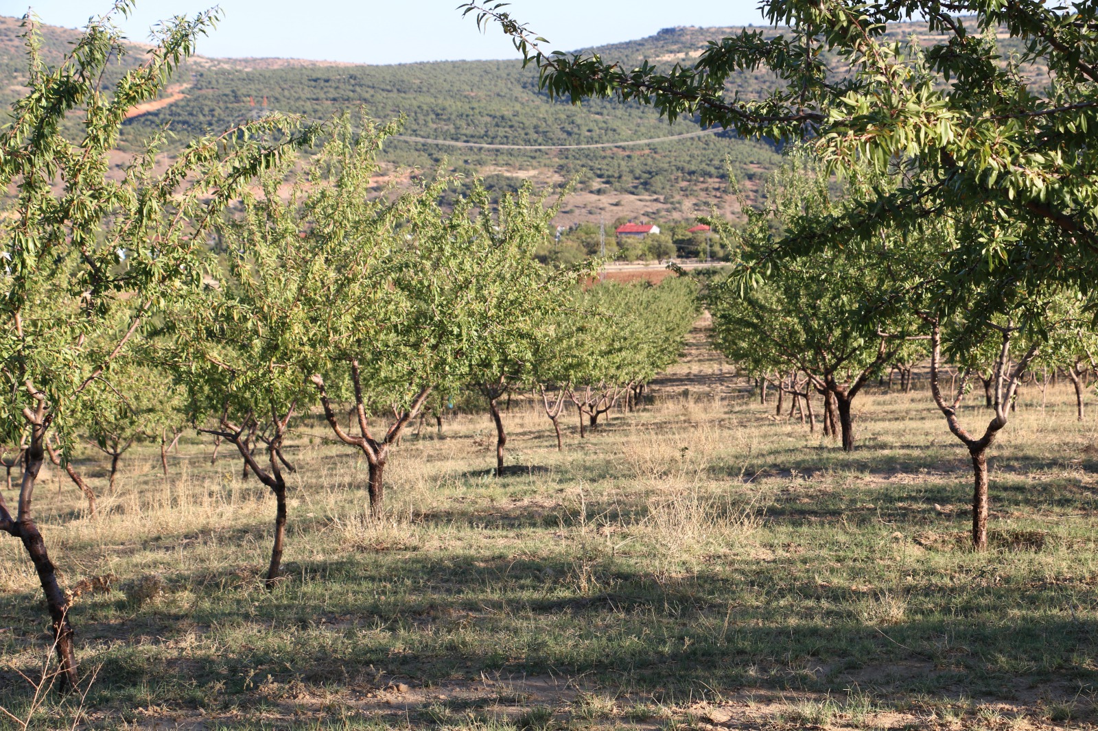 Erzincan’ın Kemaliye ilçesine bağlı Ocak Köyü’nde hayallerini gerçekleştiren İşadamı Rıza
