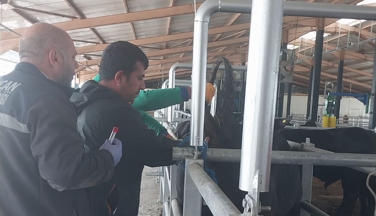 Yurtdışında Erzincan’a getirilen hayvanlar Erzincan İl Tarım ve Orman Müdürlüğü